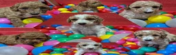 Cockapoo honden te koop: Cockapoo pupjes uit geteste ouders - Advertentie 1