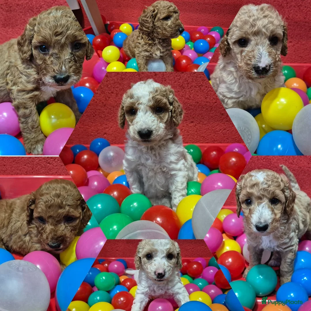 Cockapoo honden te koop: Cockapoo pupjes uit geteste ouders - Advertentie 1