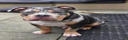Amerikaanse Bully honden te koop: American Bully pups verwacht (GETEST)  - Advertentie 16