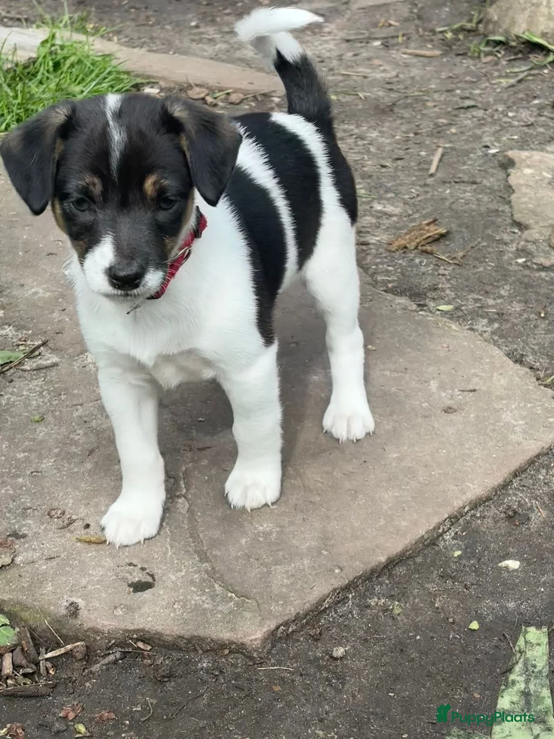 Fox Terriër Gladhaar honden te koop: 1 boerenfox reutje  - Advertentie 2