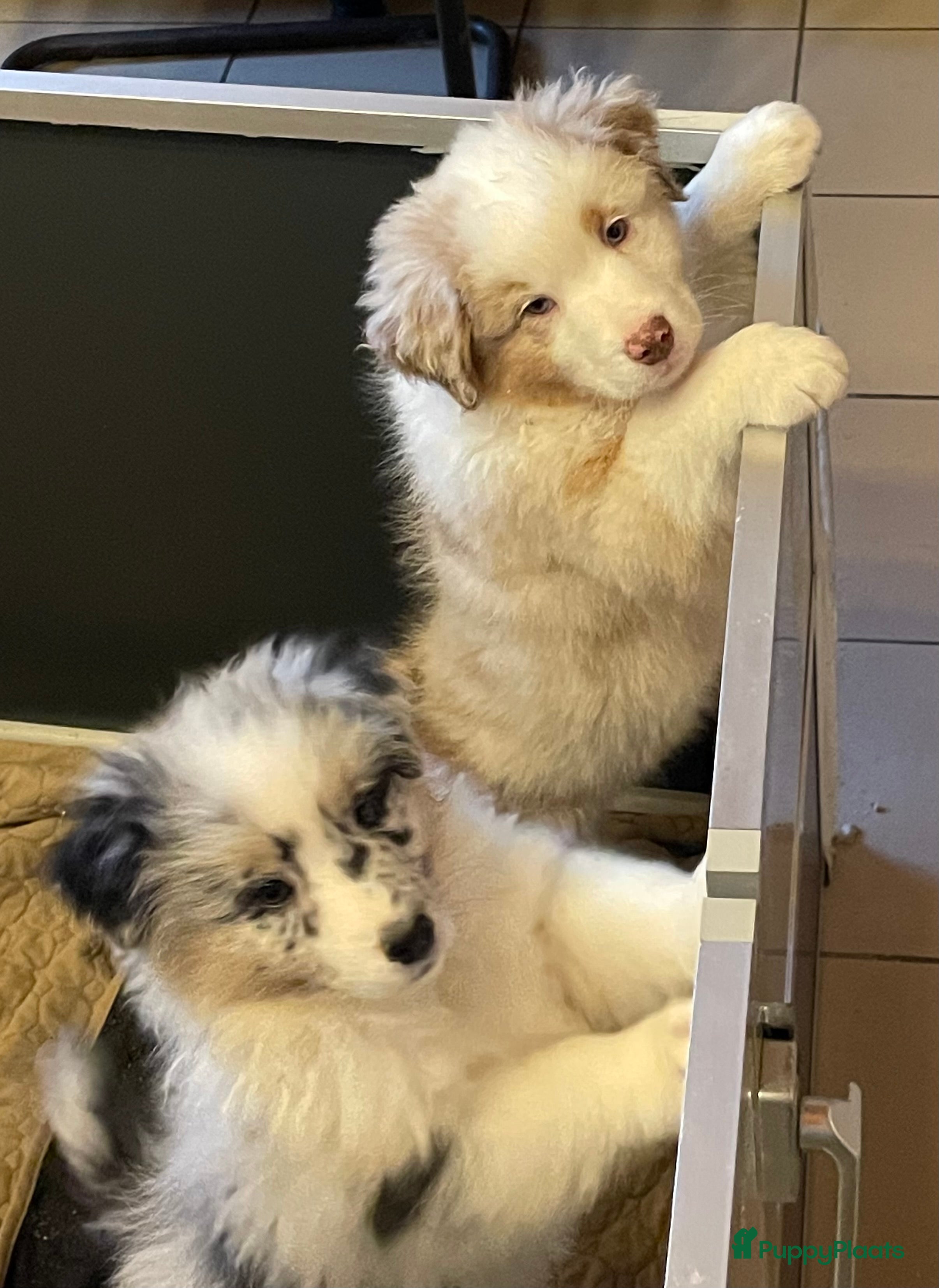 Australian Shepherd honden Australische herder pups - Advertentie 2