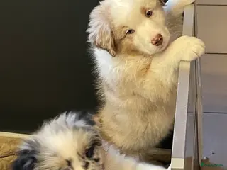 Australian Shepherd honden Australische herder pups - Advertentie 2