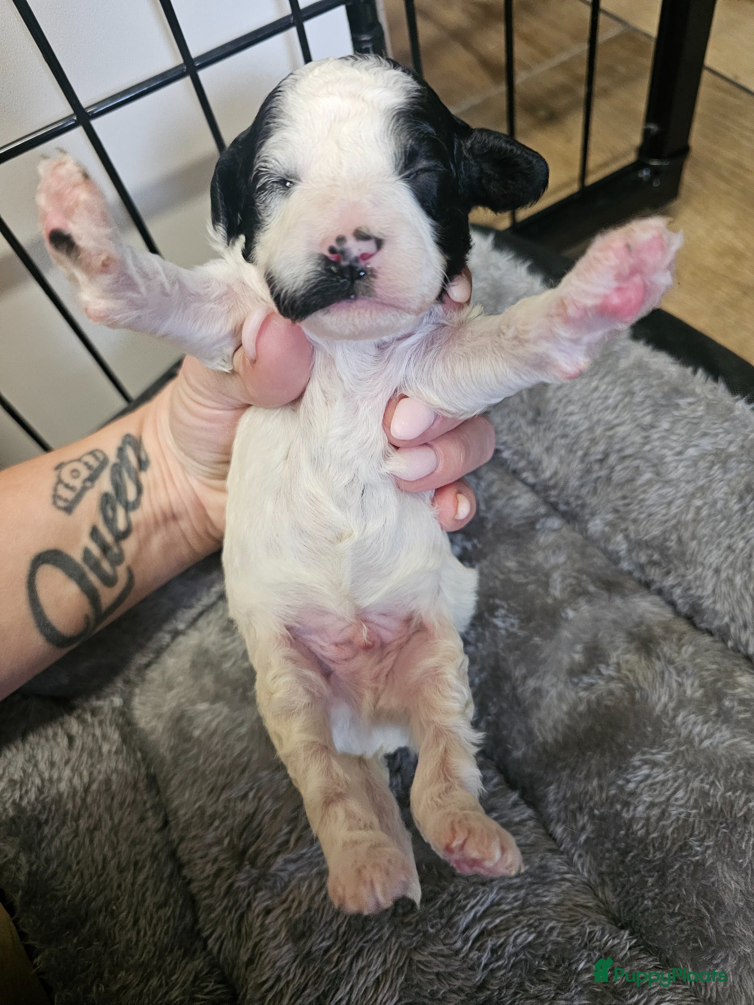 Poedel Toy honden te koop: Knappe toy poedel pups - Advertentie 8