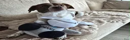 Kruising honden ter adoptie: Jopie - Advertentie 3
