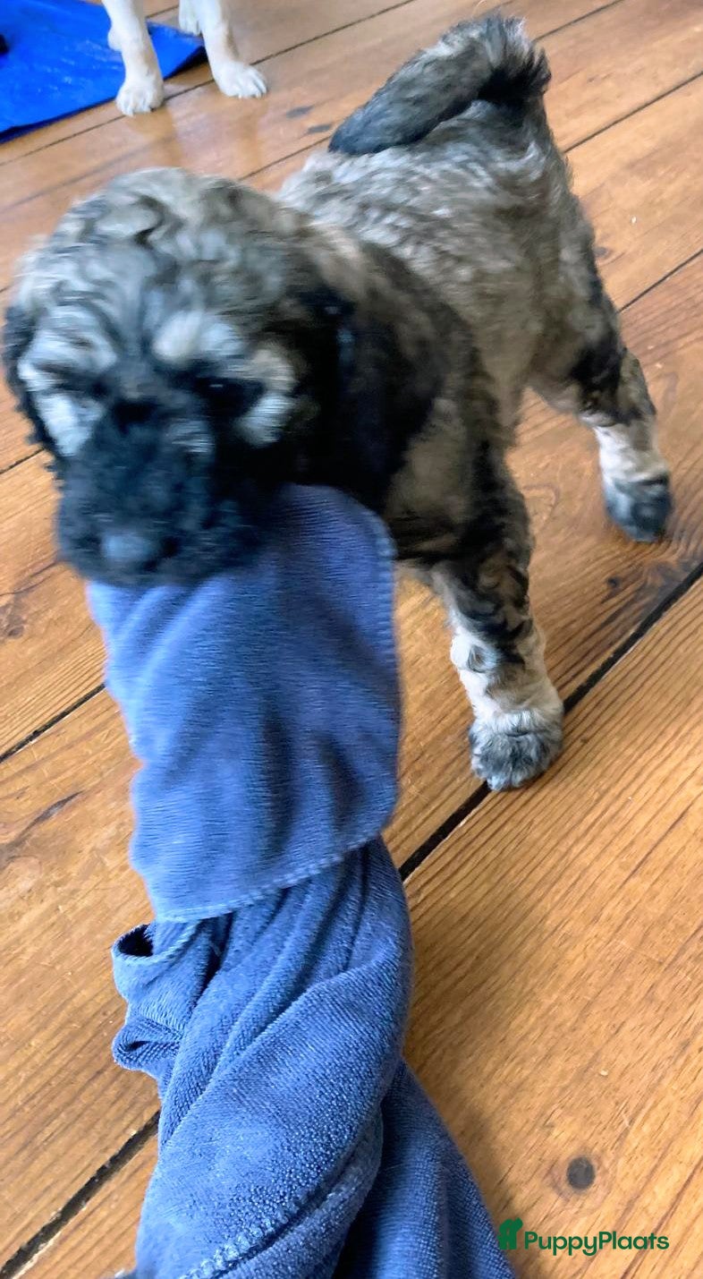 Labradoodle honden te koop: Labradoodle puppies  - Advertentie 9