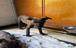 American Staffordshire Terriër honden te koop: Stafford mix cane corso  - Afbeelding 3