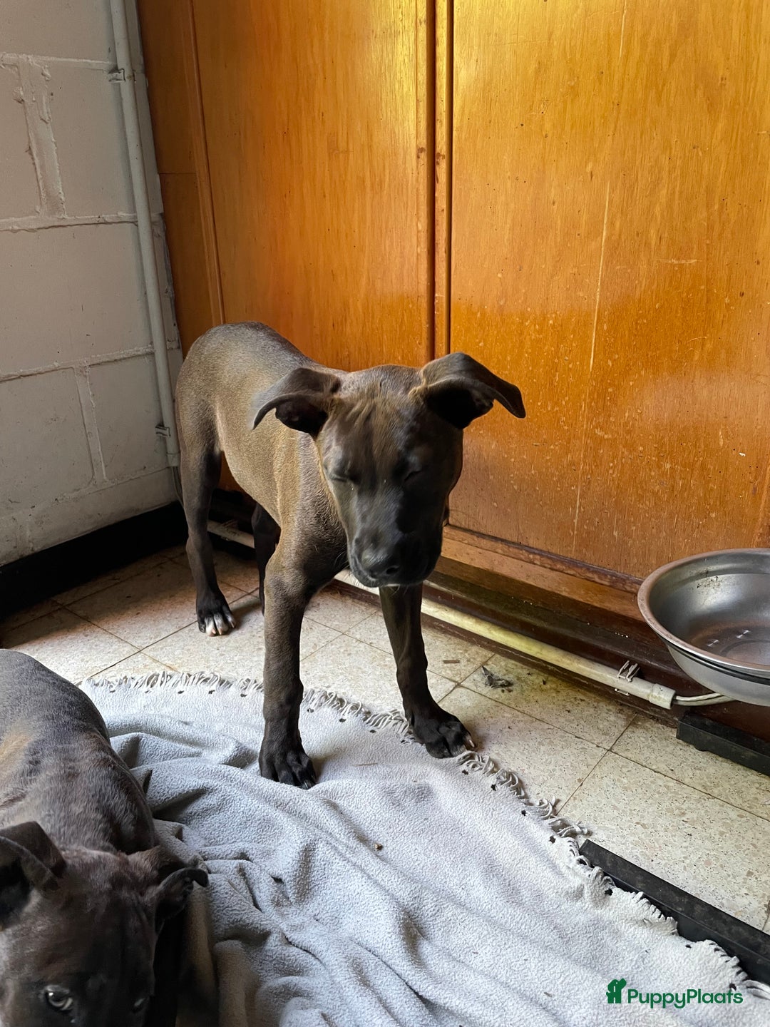 American Staffordshire Terriër honden te koop: Stafford mix cane corso  - Afbeelding 3
