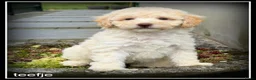 Labradoodle honden te koop: Labradoodle F4 pups 40-45 cm - Advertentie 8