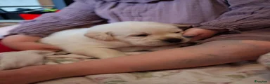 Labrador Retriever 3
