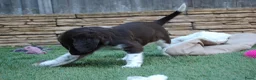 Heidewachtel honden te koop: Prachtige Heidewachtel puppy's aangeboden - Advertentie 9