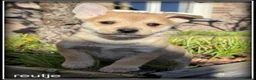 Kruising honden te koop: Pomeriaan x Westy kruising pups - Advertentie 7