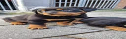 Rottweiler honden te koop: Nog 5 Rottweiler pups uit de volgende combinatie: - Advertentie 2