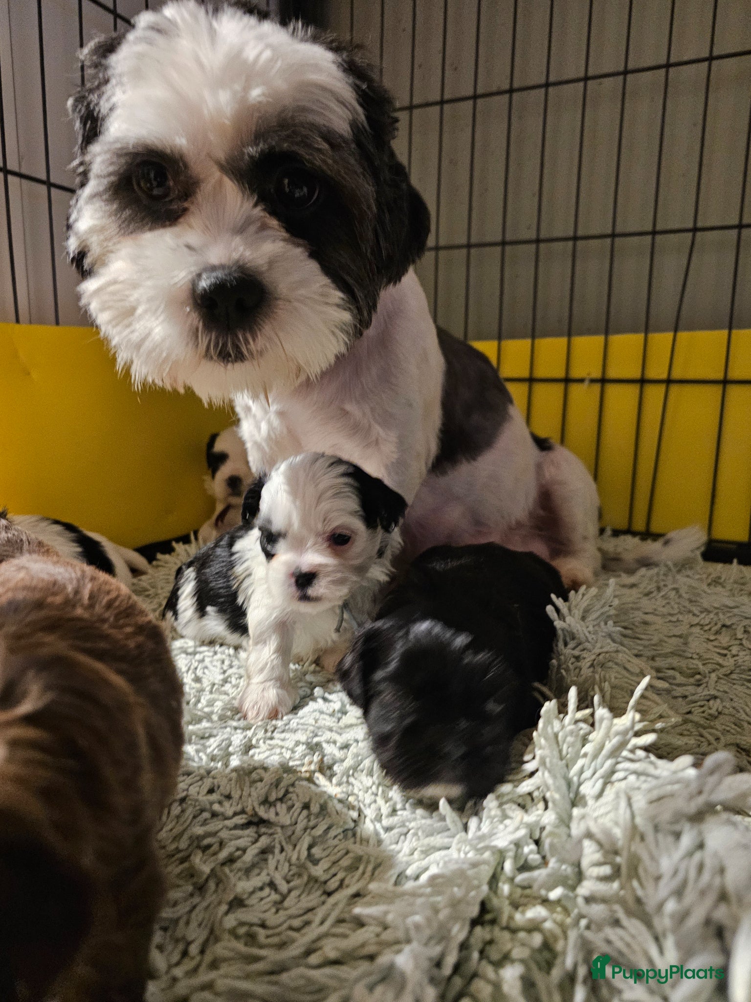 Kruising honden Boomer - Advertentie 1