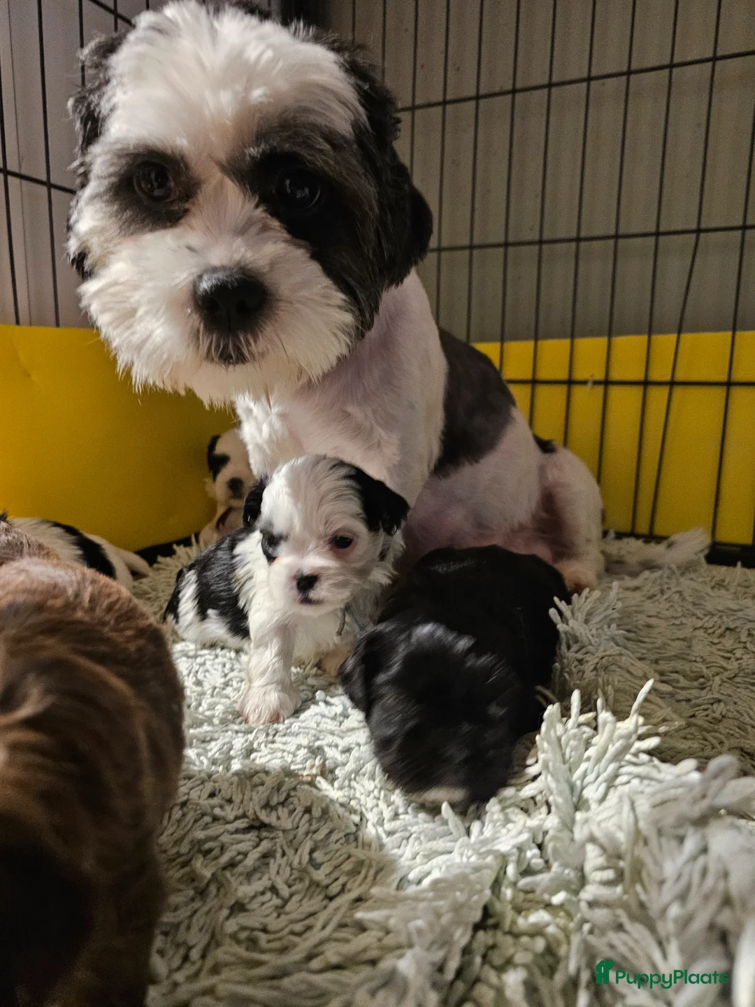 Kruising honden te koop: Boomer - Advertentie 1