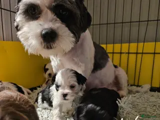 Kruising honden Boomer - Advertentie 1