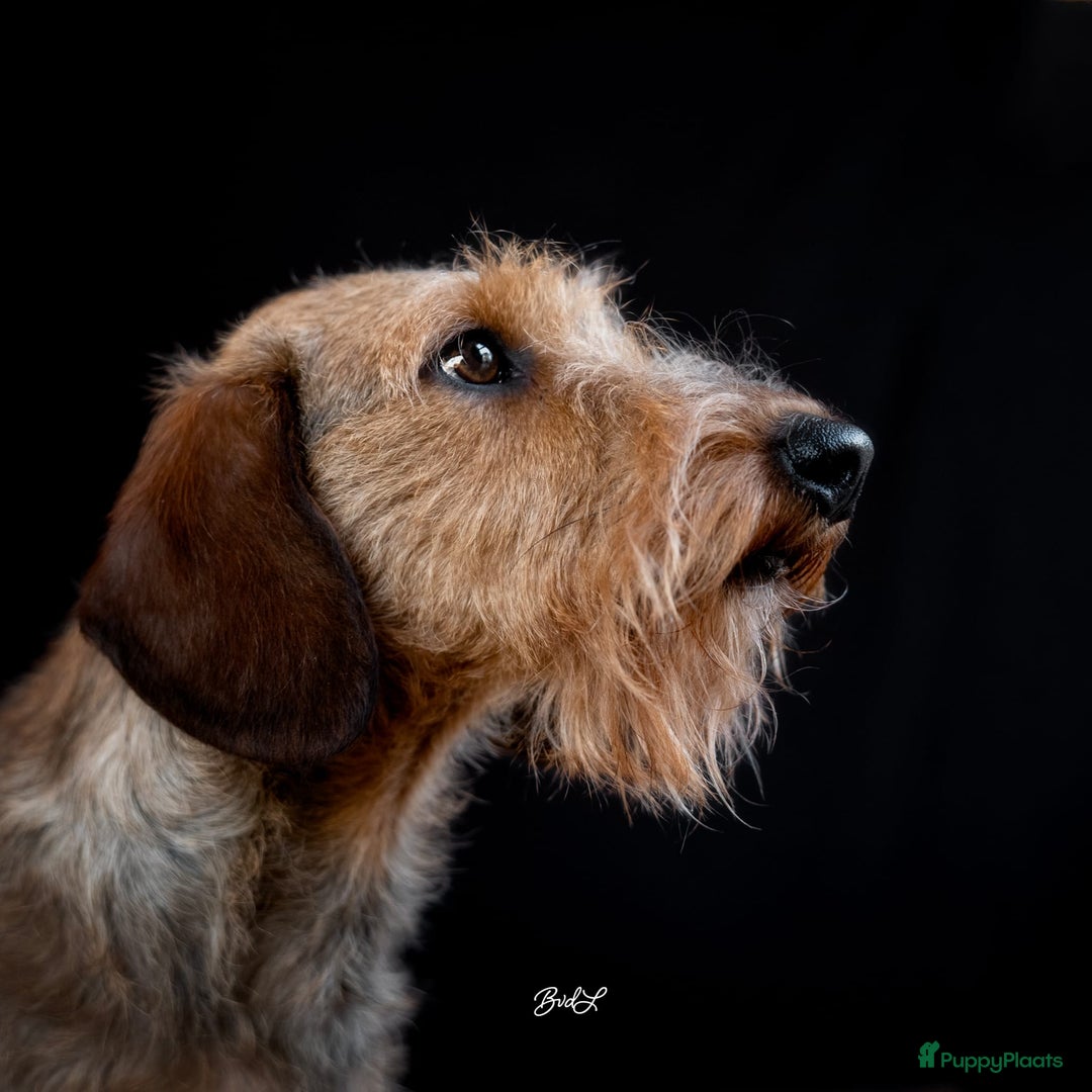 Ruwhaar Teckel honden te koop: Ruwhaar dwergteckel pups - Advertentie 3