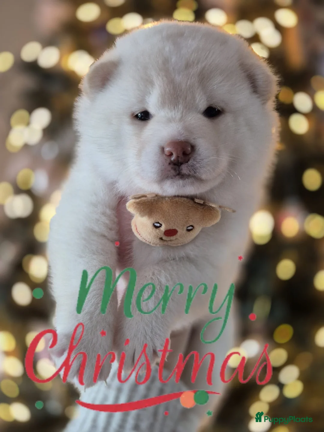 Kruising honden te koop: Prachtige Pomsky x Shiba pups - Advertentie 5