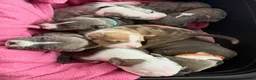 Amerikaanse Bully honden ter dekking: American Bully XL dekreu  - Advertentie 9