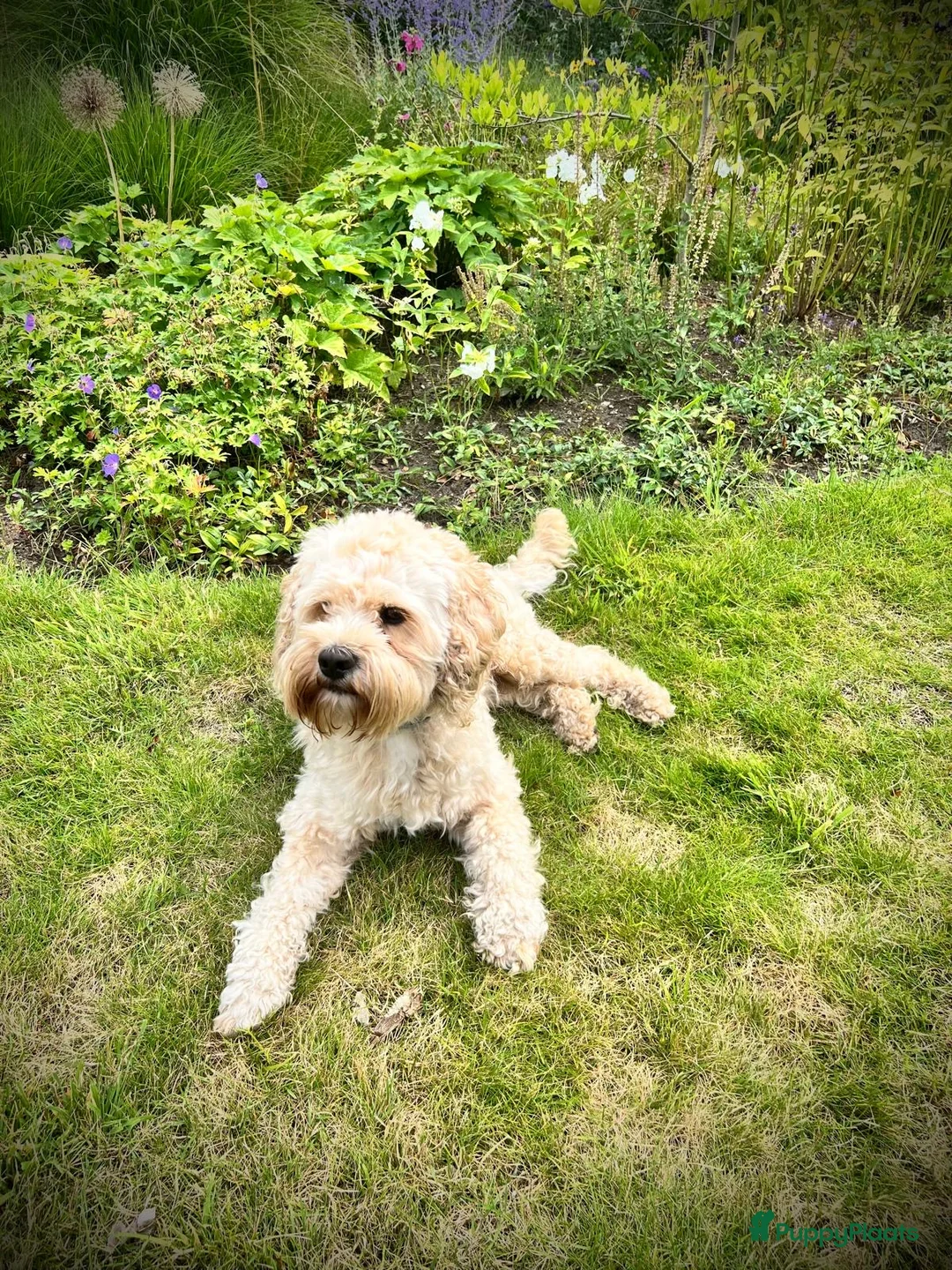 Cockapoo honden ter dekking: Ervaren, gezonde dekreu beschikbaar: lief karakter - Advertentie 2