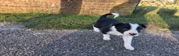 Border Collie honden te koop: Mooie, lieve en gesocialiseerde border collie - Advertentie 23