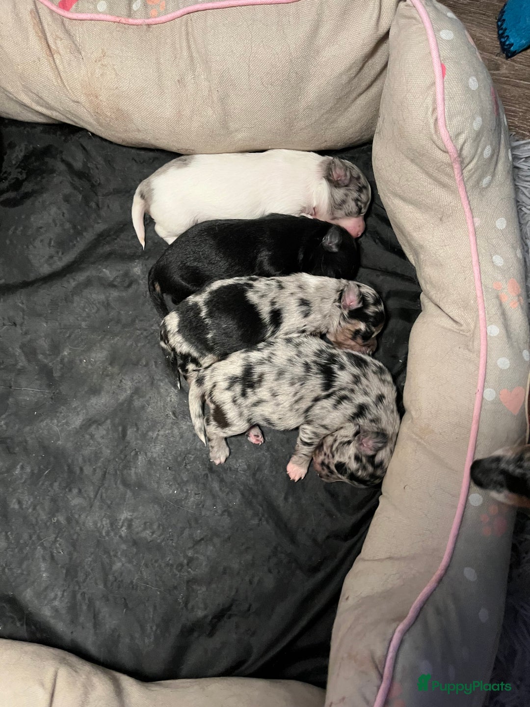 Chihuahua honden te koop: Zwart/wit teefje gereserveerd  - Afbeelding 1
