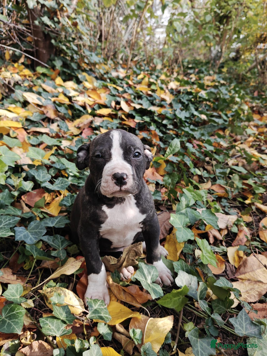 American Staffordshire Terriër honden te koop: Amerikaanse stafford pups  - Advertentie 18