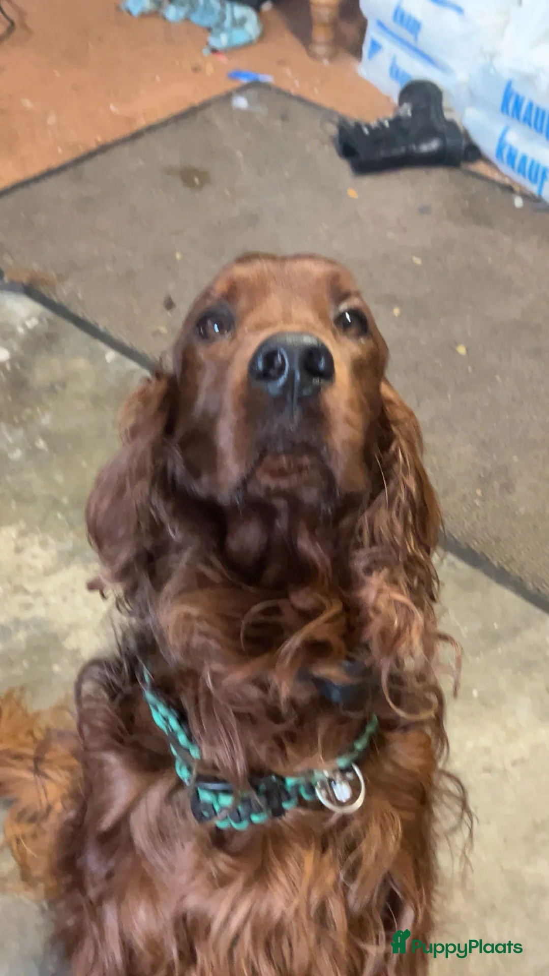 Ierse Setter honden te koop: Ierse setter  in Volkel - Advertentie 2