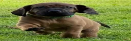 Beierse Bergzweethond honden te koop: Hanoveraaanse zweethond pups - Advertentie 25