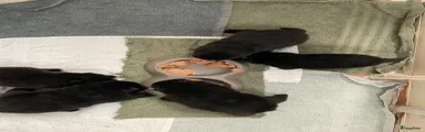 Yoshi