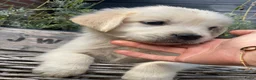 Golden Retriever honden te koop: Golden retriever pups - Advertentie 2