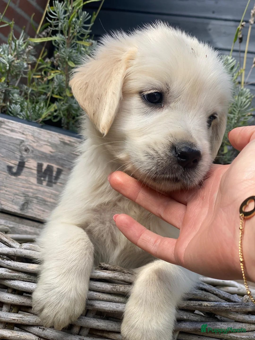 Golden Retriever honden te koop: Golden retriever pups - Advertentie 2