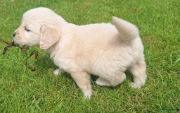 Golden Retriever honden te koop: Prachtige golden retriever pups stamboom  - Afbeelding 5