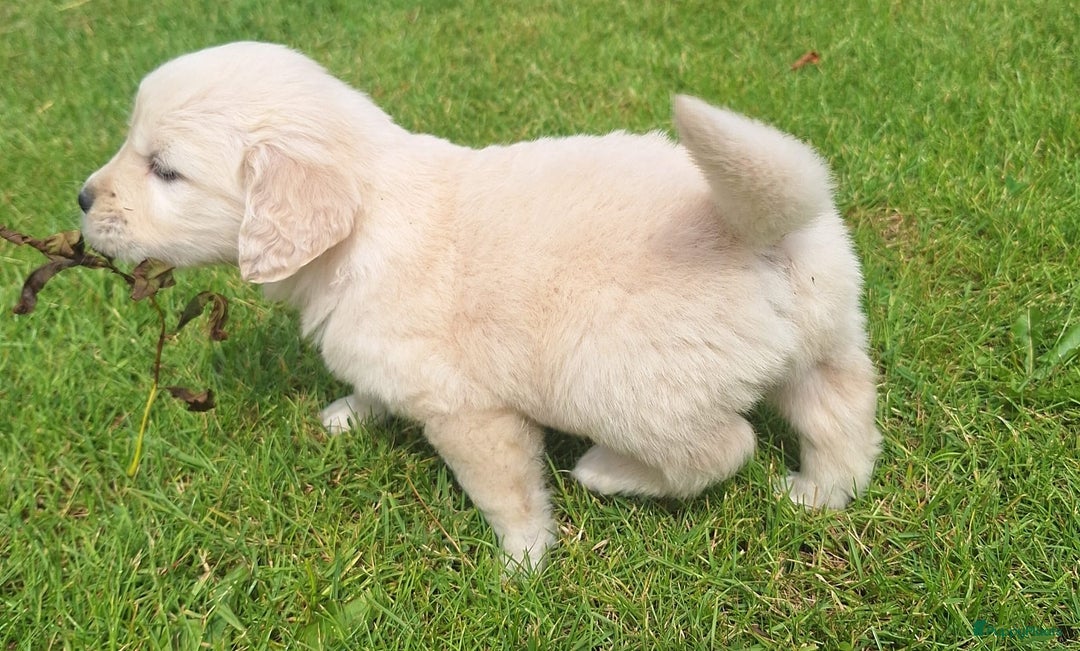Golden Retriever honden te koop: Prachtige golden retriever pups stamboom  - Afbeelding 5
