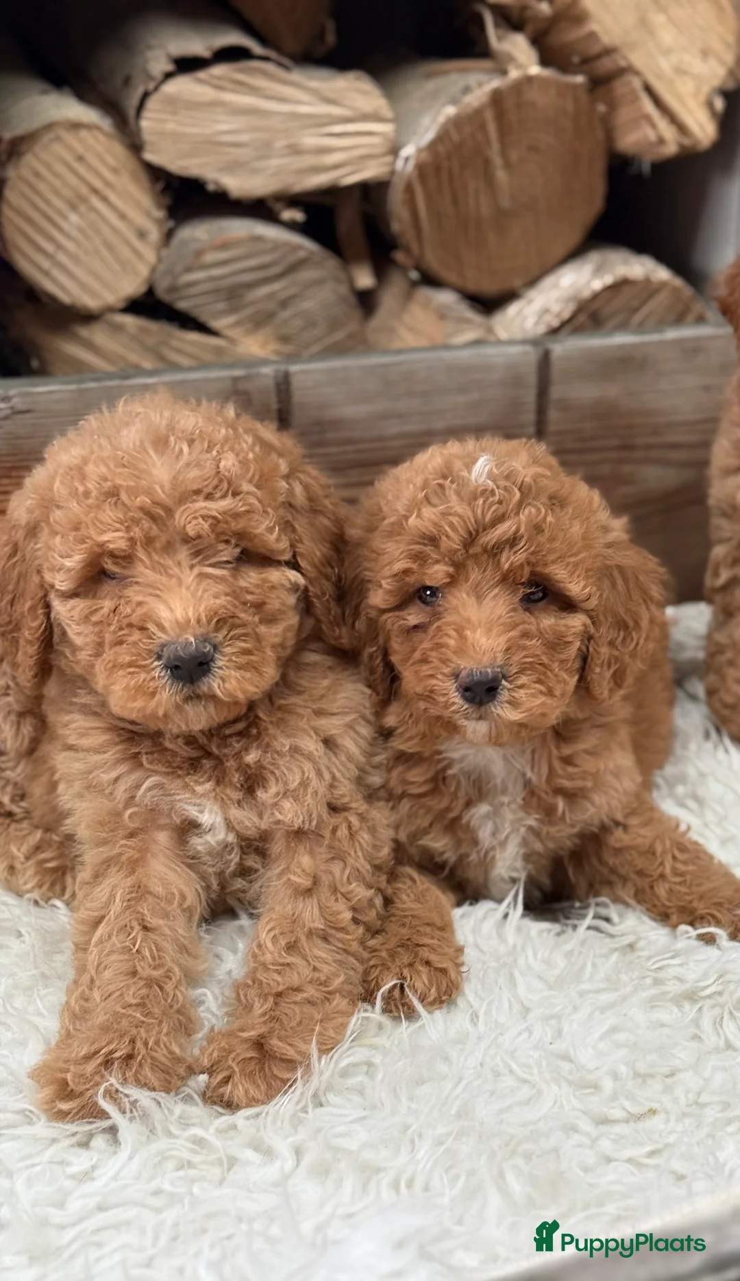 Labradoodle honden te koop: Labradoodle  - Advertentie 1