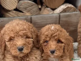 Labradoodle honden Labradoodle - Advertentie 6