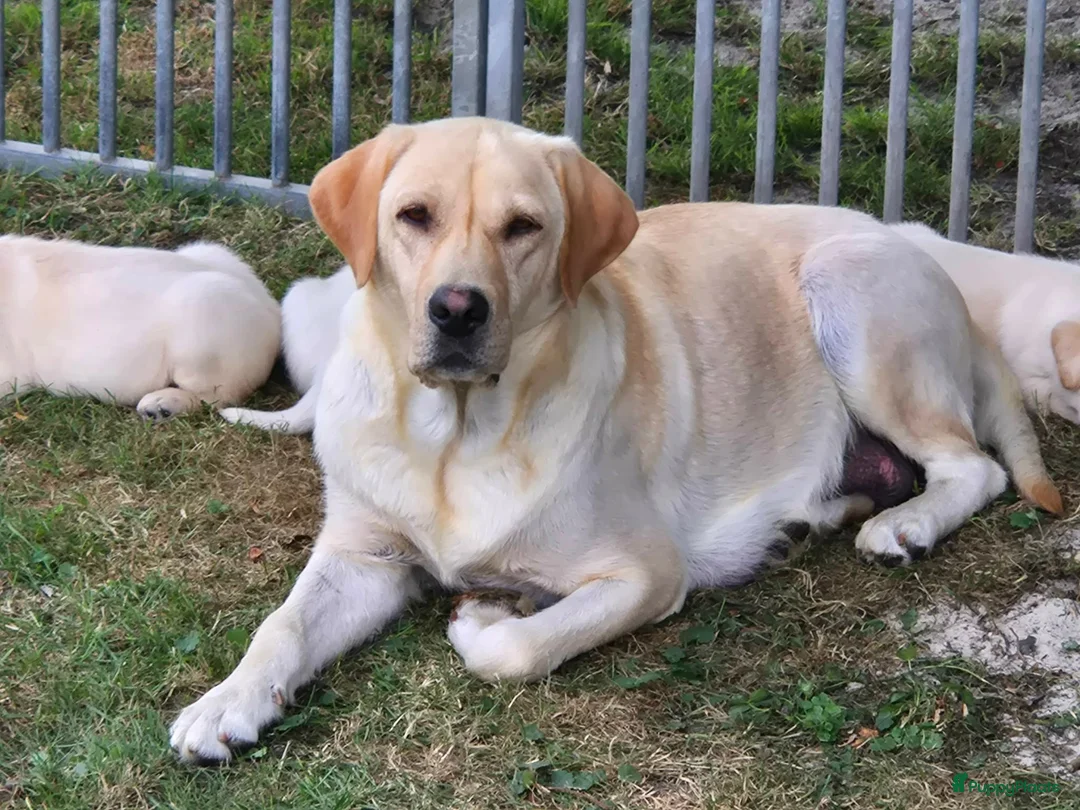 Labrador Retriever honden te koop: Authentieke Gele Labrador Pups Met Stamboom  - Advertentie 1
