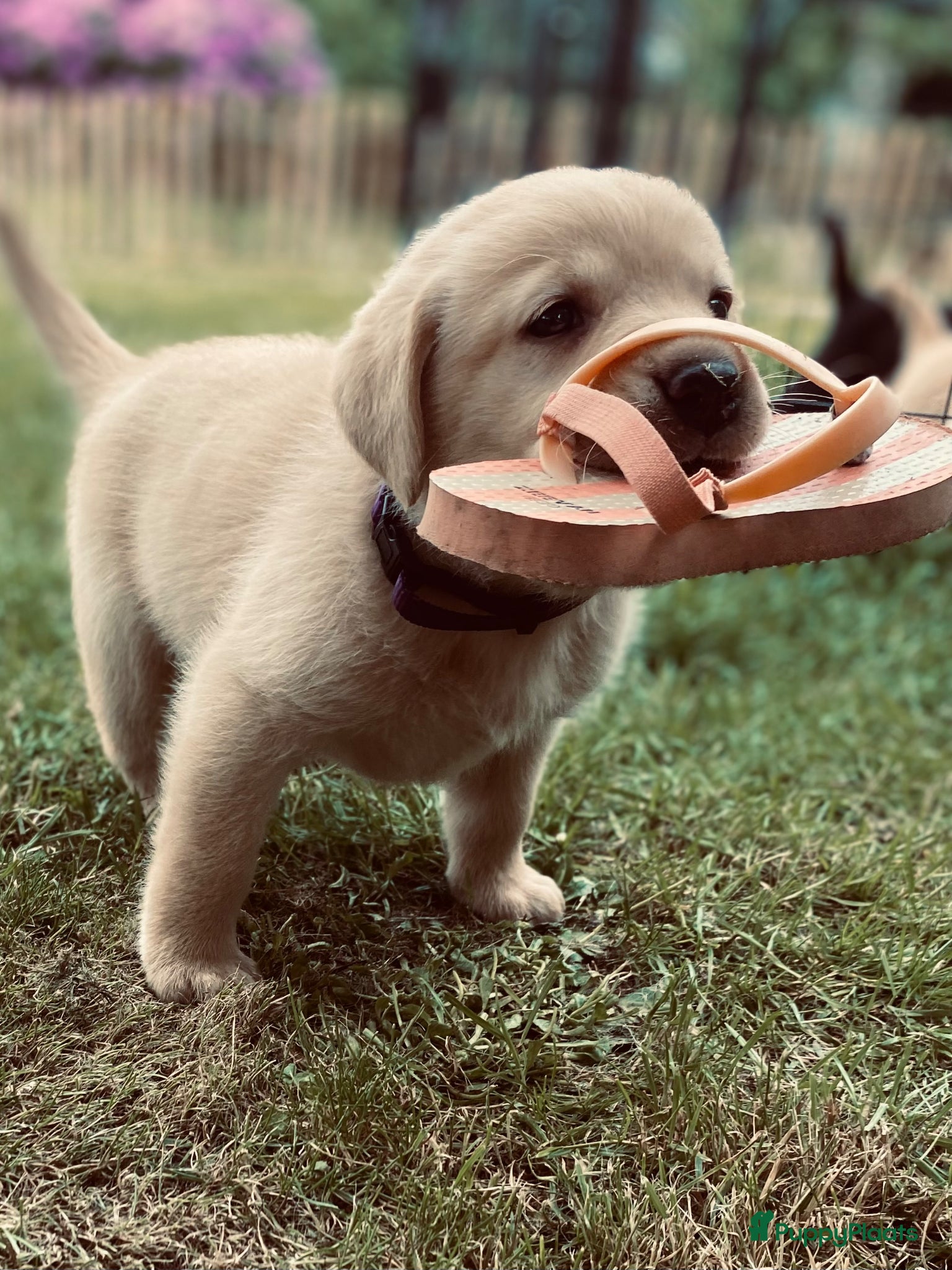 Labrador Retriever honden Labrador pups met een 👑 - Advertentie 4