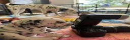 Dalmatiër honden te koop: Dalmatier pups - Advertentie 18