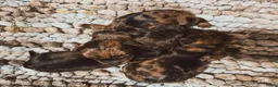 Ruwhaar Teckel honden te koop: Unieke kaninchen/dwerg teckel pups - Advertentie 10