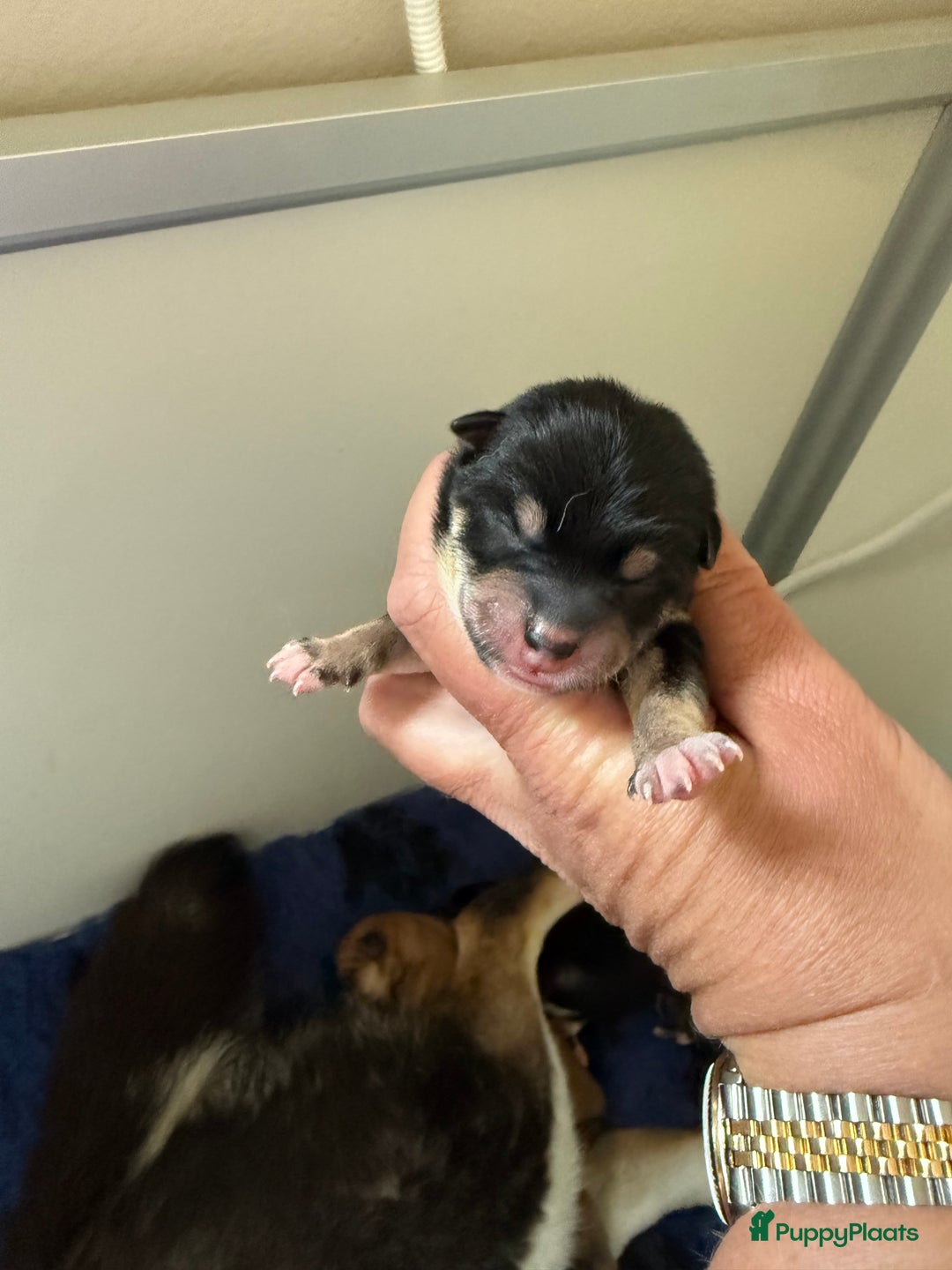 Shiba honden te koop: Shiba pups geboren in Kerkwerve - Afbeelding 4