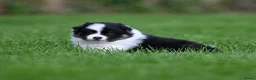 Kruising honden te koop: Eerste familiale nestje Poshie pups - Advertentie 8