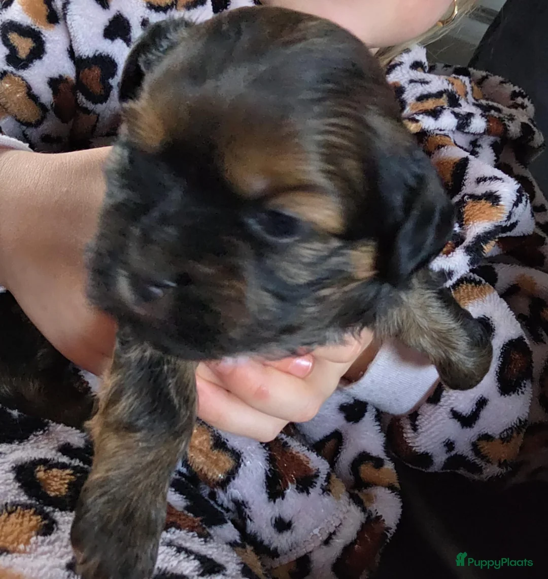 Kruising honden te koop: Mooie boomer /shih tzu  - Advertentie 3