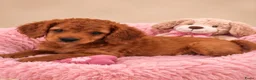 Cavapoo honden te koop: Supee mooie cavapoo pups - Advertentie 7