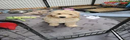 Australian Labradoodle honden te koop: Aust. Labradoodle – sociaal&hypoallergeen - Advertentie 4
