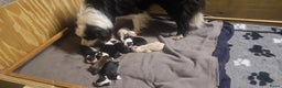 Border Collie honden te koop: 6 border collie pups te koop - Advertentie 2