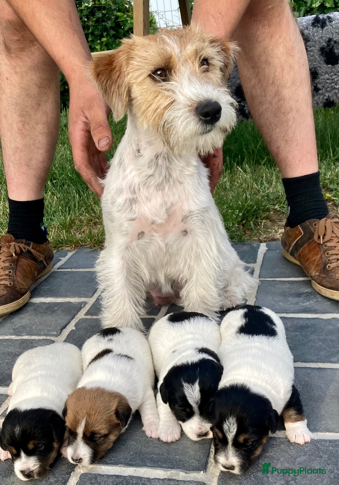 Jack Russel Terriër honden te koop: Ruwharige jack russellpups - Advertentie 6