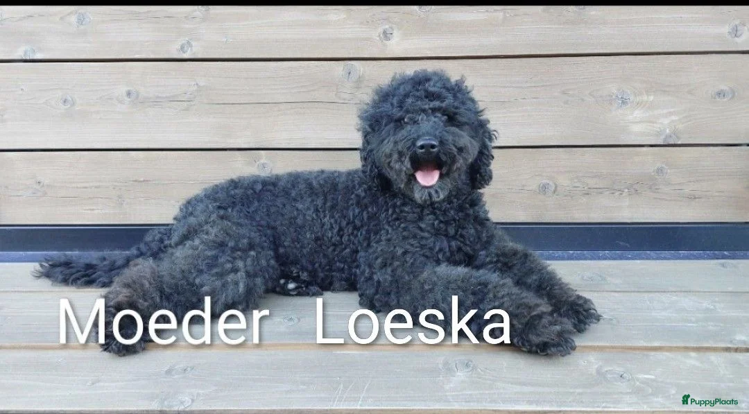Labradoodle honden te koop: Prachtige Labradoodles - Advertentie 1