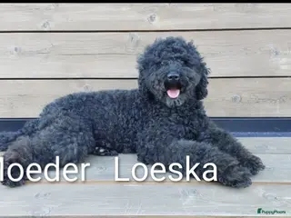 Labradoodle honden Prachtige Labradoodles - Advertentie 16