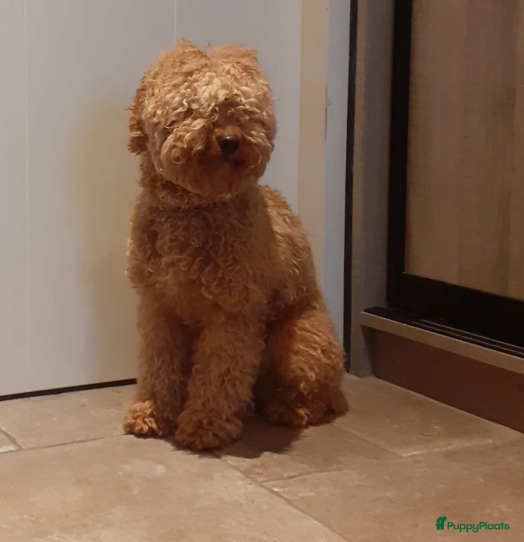Labradoodle honden te koop: Super schattige labradoodle pups te koop! - Advertentie 8