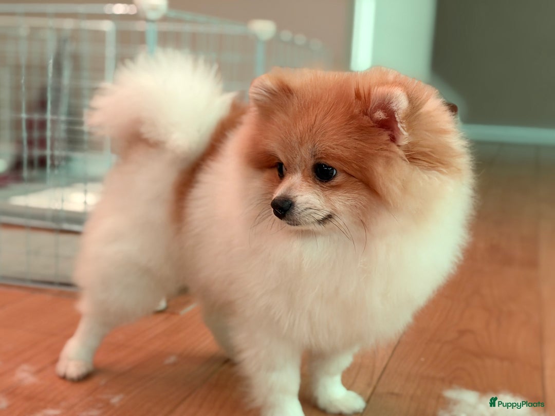 Pomeriaan honden te koop: Pommi zoekt nieuw baasje - Advertentie 3